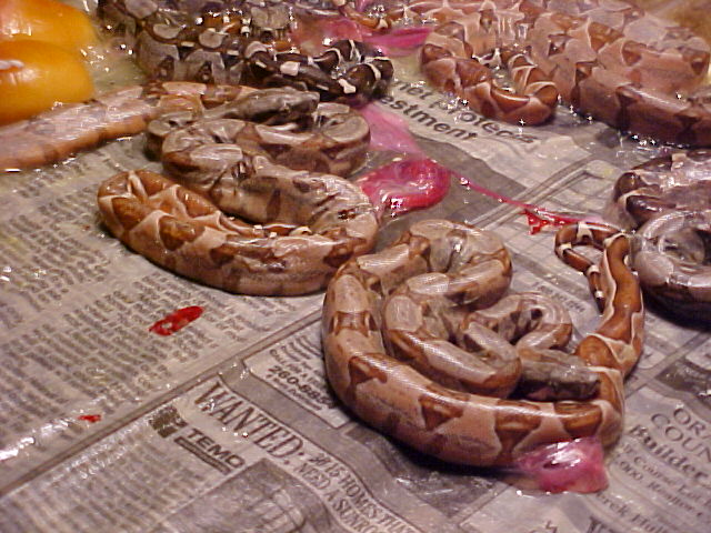 F1 hypo litter