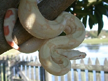 Albino 2001male