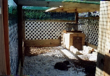 Outdoor Tortoise Enclosure