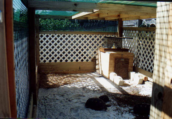 Outdoor Tortoise Enclosure
