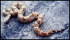 salmon hypo