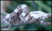 pepper boa