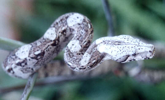 pepper boa