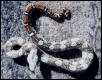 pepper boa