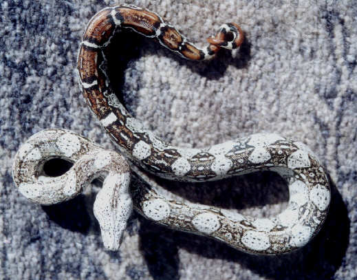 pepper boa