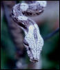 pepper boa