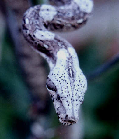 pepper boa