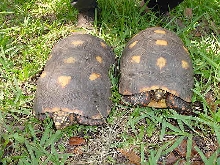 Redfoot Pair