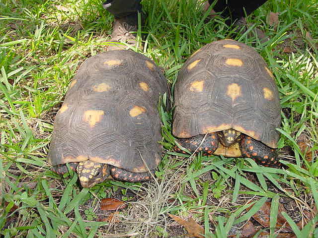 Redfoot Pair