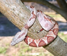 Salmon  Hypo Boa 2002