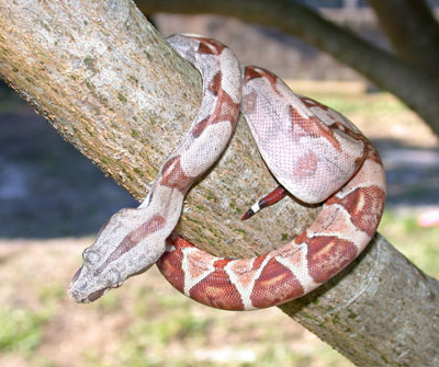Salmon  Hypo Boa 2002