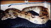 Pre-Ovulation Swell