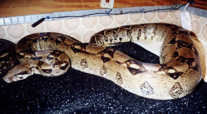 Pre-Ovulation Swell