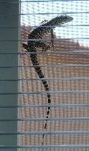 Lucky on Window Screen