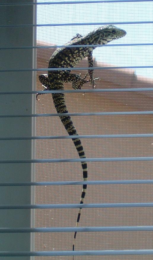 Lucky on Window Screen