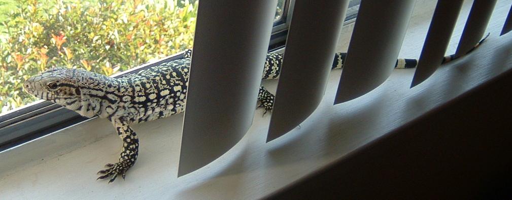 Lucky in Windowsill