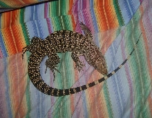 Lucky on the Bed