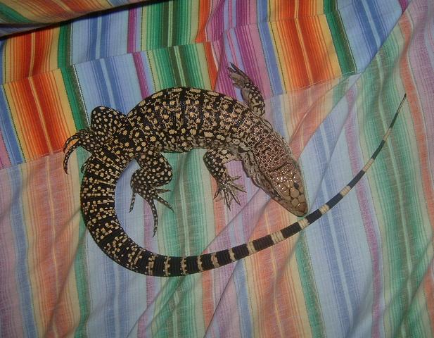 Lucky on the Bed