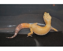 bell sunglow female