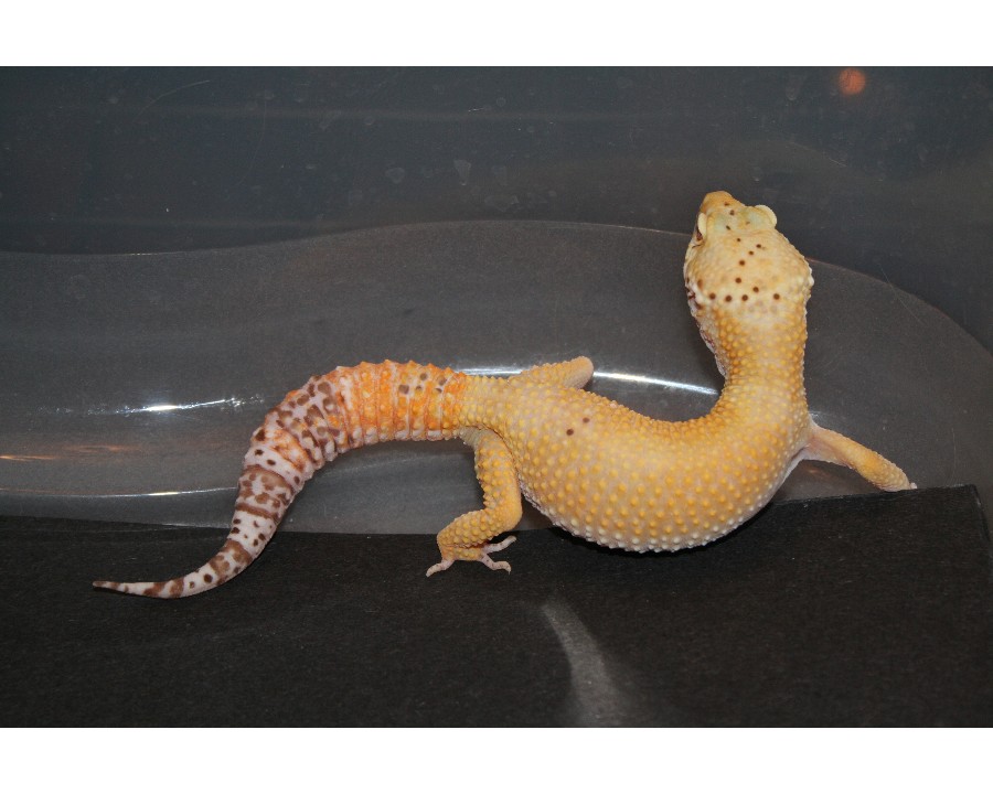 bell sunglow female