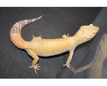 bell sunglow female