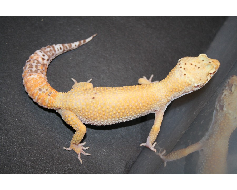 bell sunglow female