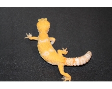 tremper sunglow female