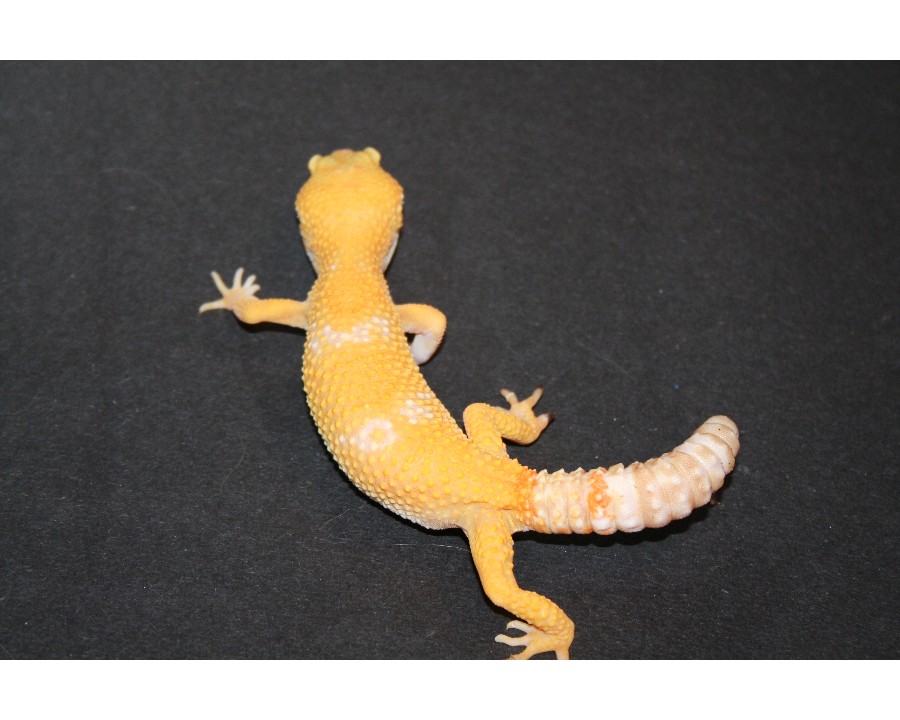 tremper sunglow female
