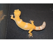 tremper sunglow female