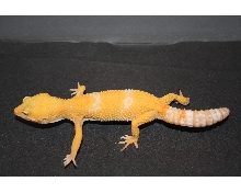 tremper sunglow female