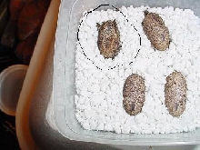 EGGS1
