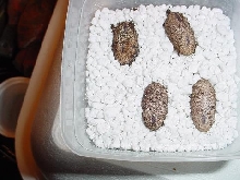 EGGS2
