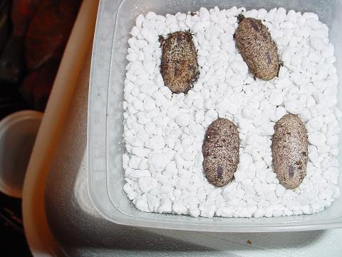 EGGS2