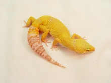 tremper sunglow female3