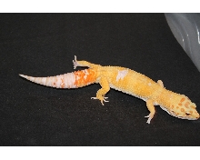 tremper sunglow het aptor male
