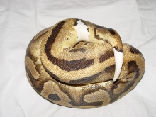 Adult Female Pied Ball