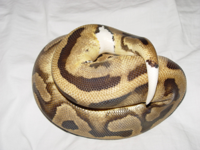Adult Female Pied Ball