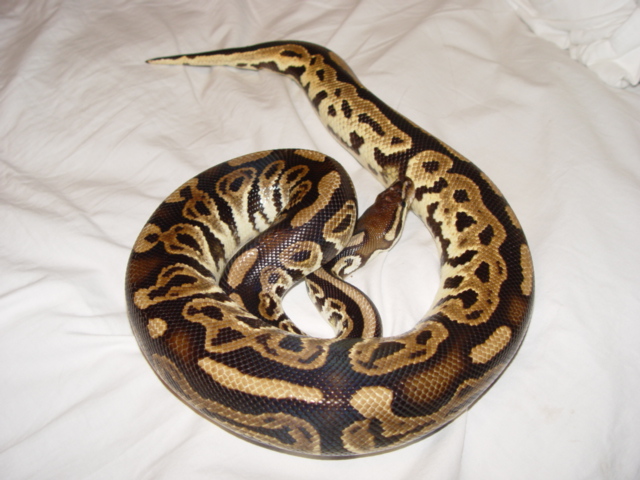 Adult Black Pastel