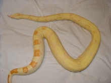 4.5' Albino Female