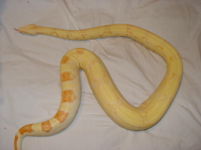 4.5' Albino Female