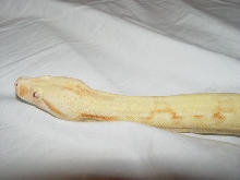 Albino Female Head Shot