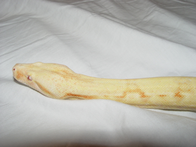 Albino Female Head Shot