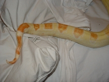 Albino Female Boa Tail