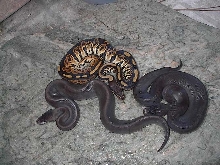 Black Pastel and Sisters