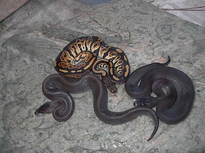 Black Pastel and Sisters