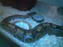 ball python