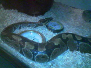 ball python