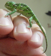 1 Day Old Veiled Male