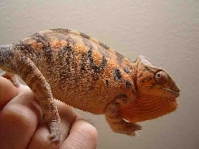 Female Blue Bar Ambilode