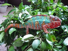 Rekka (Blue Bar Ambilobe)